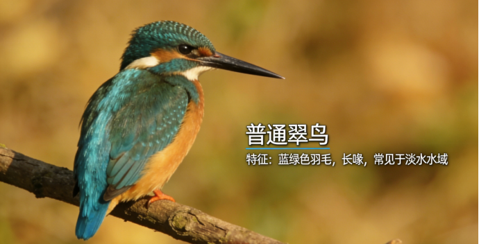 宠智灵鸟识别AI：面向B端的多场景落地解决方案