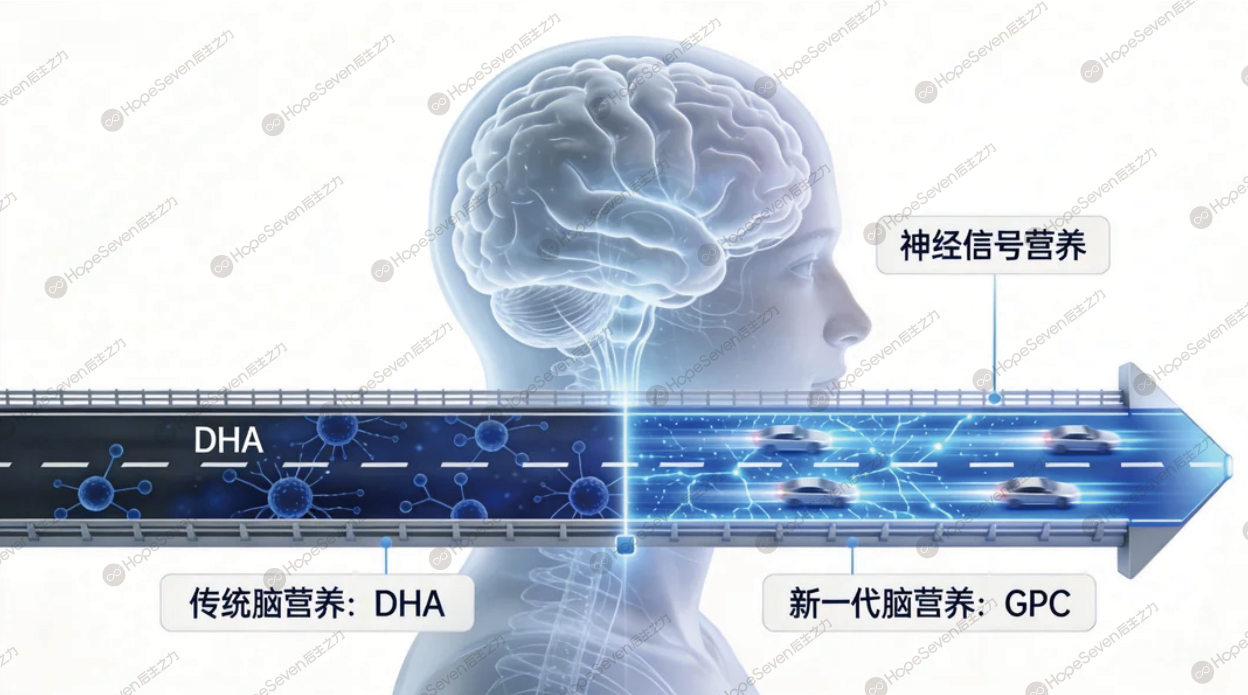 DHA之后，大脑营养进入GPC时代？