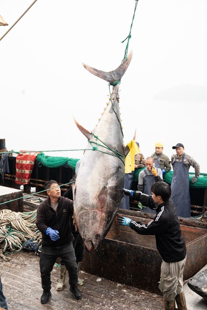 东海渔区连续现巨型金枪鱼，委托京东公益拍卖，4月15日晚8点京东见！