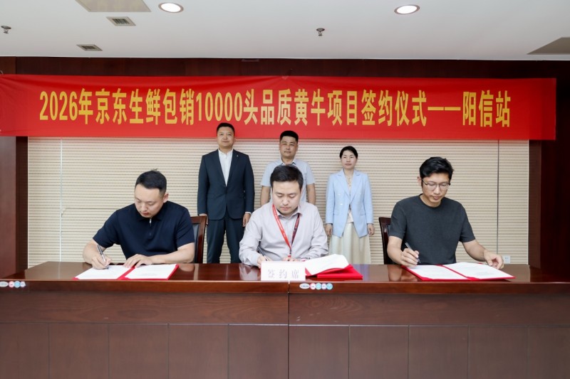 京东生鲜包销10000头品质黄牛，助力山东阳信“从养好牛”到“卖好牛肉”