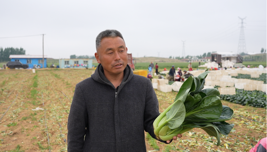 一肥六效，鲁花花生肽肥的化肥替代之路——在田间地头实地探访鲁花花生肽肥六大“超能力”
