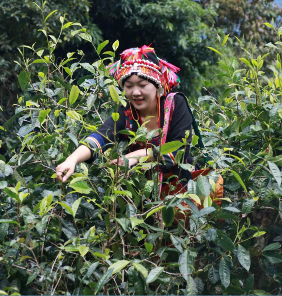 千年茶脉承匠心 ，一叶布茗织山河  ——访勐海布有茗茶业有限公司董事长王啊排